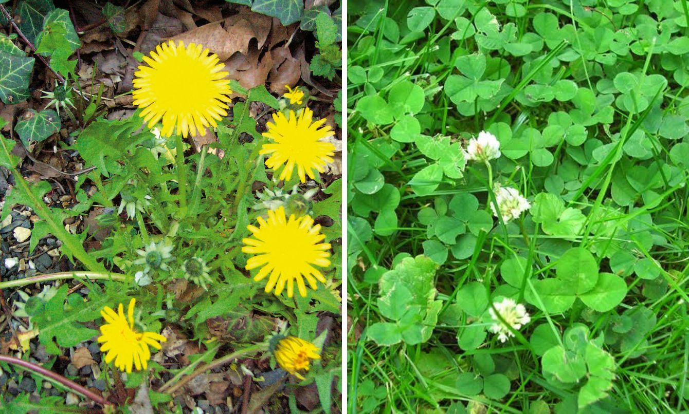 SALUD E HISTORIA DEL SUELO A TRAVÉS DE LAS PLANTAS BIOINDICADORAS