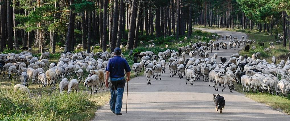 PROJECTE VIAE, PROTEGIR RUTES PASTORALS COM A PATRIMONI VIU 