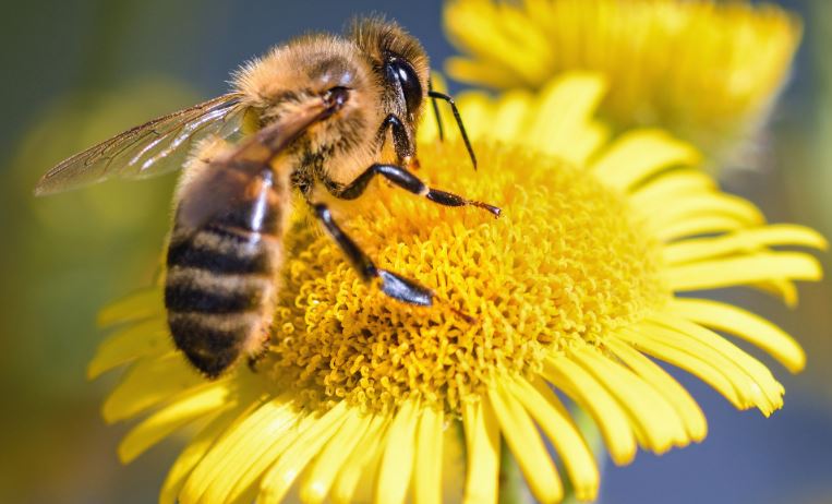 CELEBREM EL DIA MUNDIAL DE LES ABELLES (20/5/2025) PER RECONÈIXER LA FEINA DELS APICULTORS