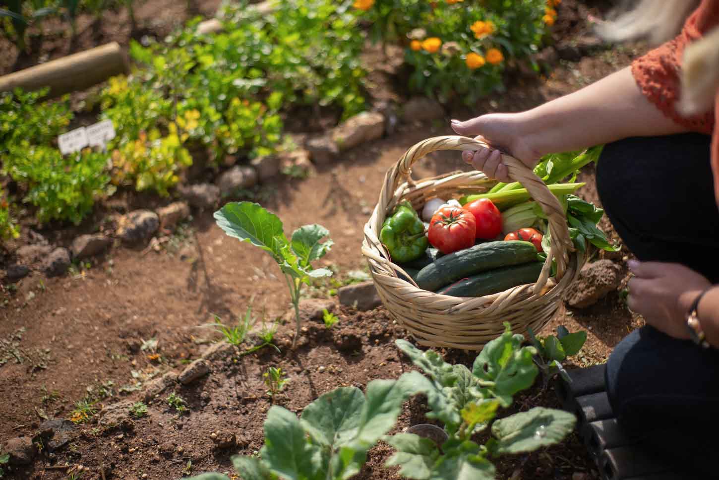 RADIOGRAFIA DE LA PRODUCCIÓ ECOLÒGICA A CATALUNYA