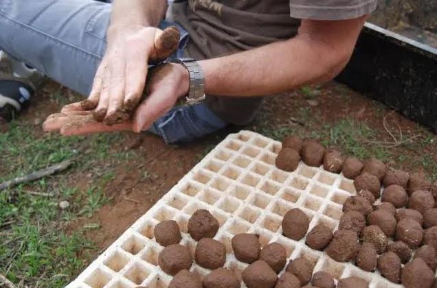 MASANOBU FUKUOKA: AGRICULTURA NATURAL O DEL 'NO HACER'